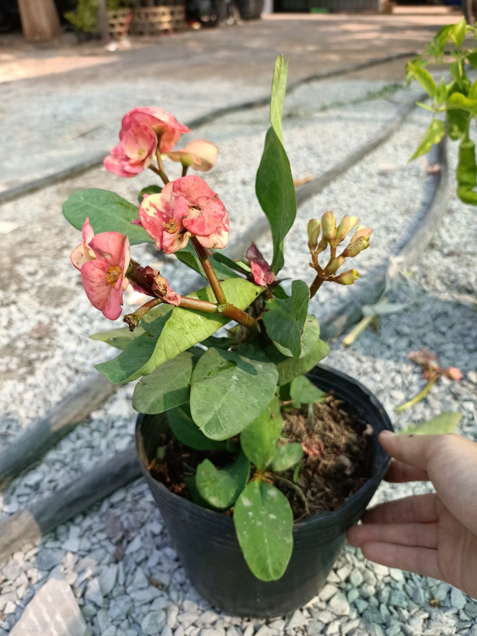 Cây giống xương rồng bát tiên size S