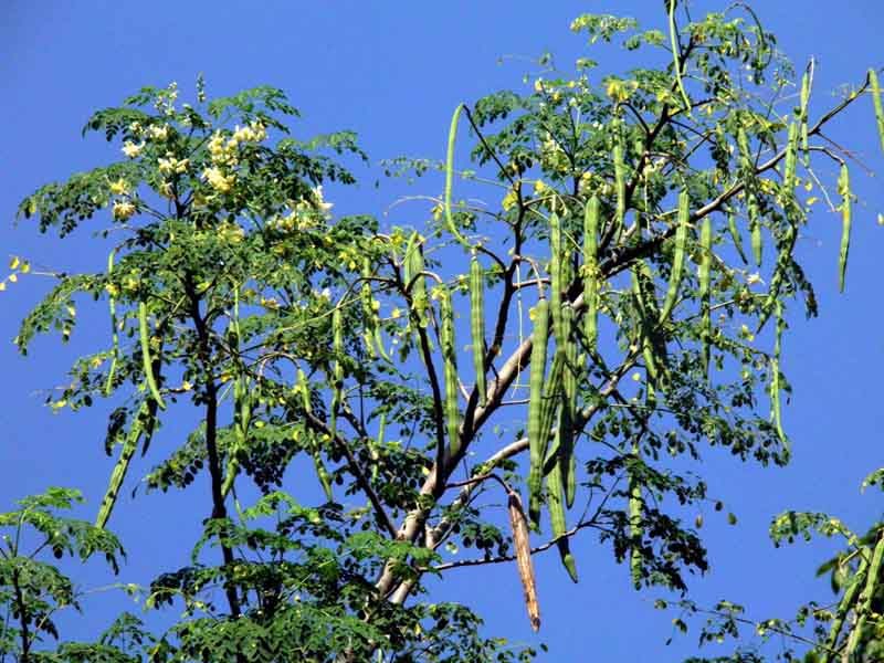 Hạt giống chùm ngây