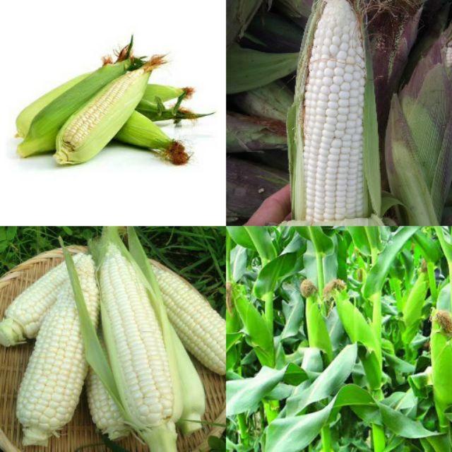 Hạt giống ngô nếp F1 siêu dẻo siêu ngọt - 5gram