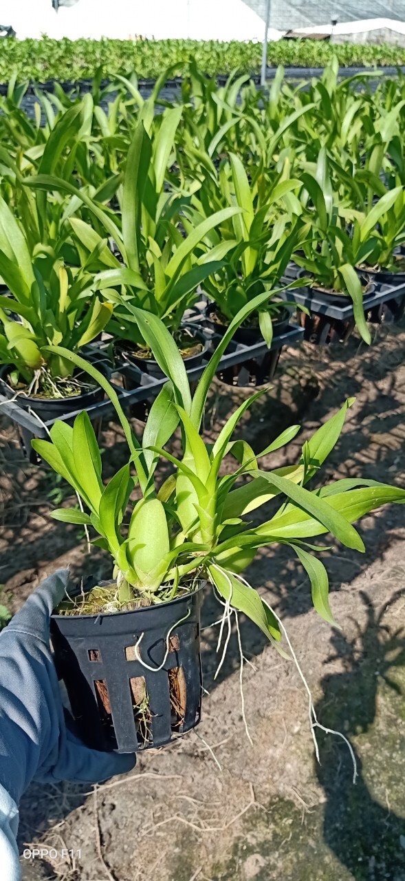 Chậu cây lan Vũ Nữ Vàng - dễ trồng, siêng hoa