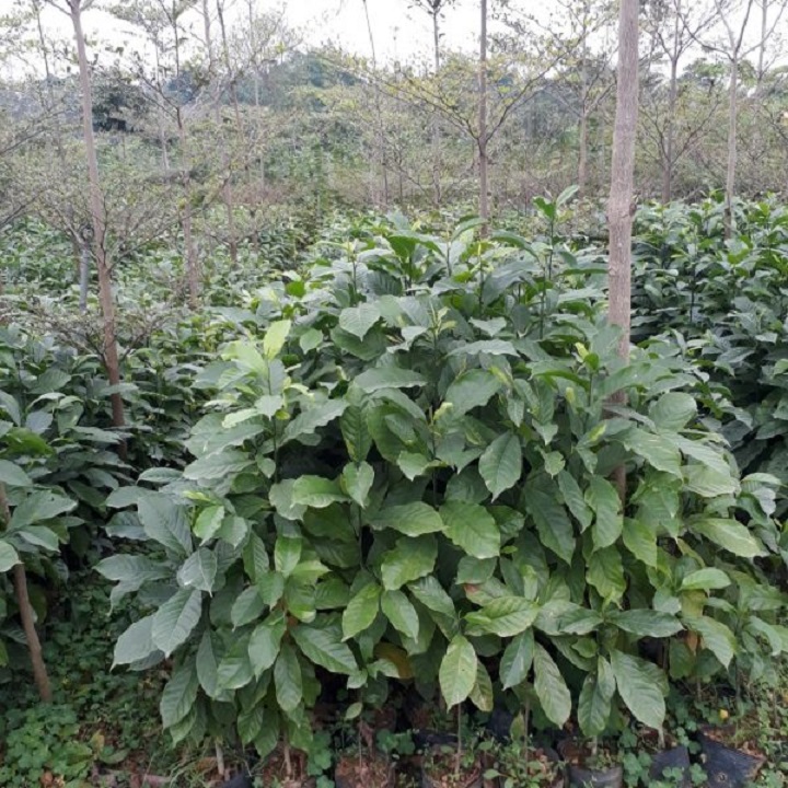 CÂY DỔI XANH NẾP GIỐNG DÒNG THU HẠT