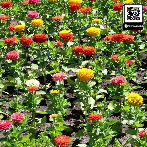 Hạt giống hoa cúc lá nhám (cúc nhi nhám)