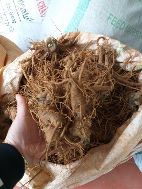 Củ Tam Thất Tươi 500gr