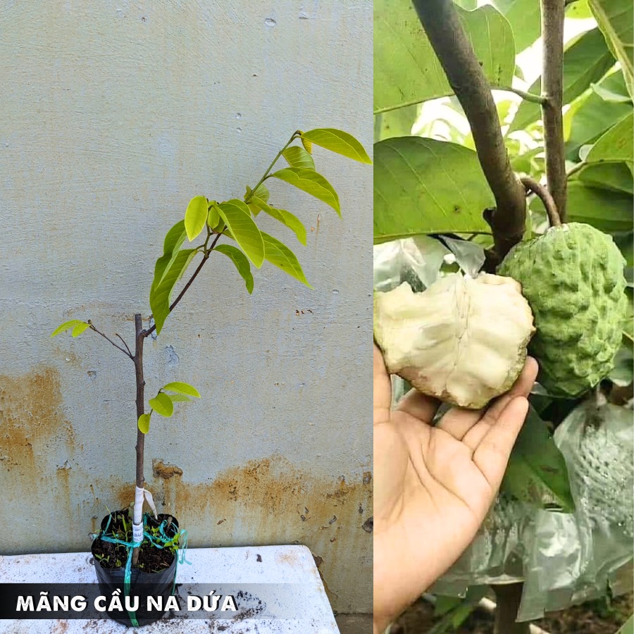 Cây Na Dứa Đài Loan