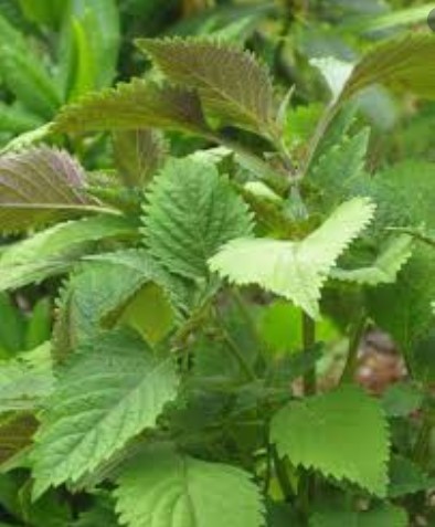Cây Rau Kinh Giới
