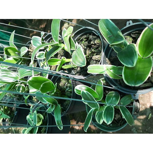 Lan Dendro đột biến lá chớp
