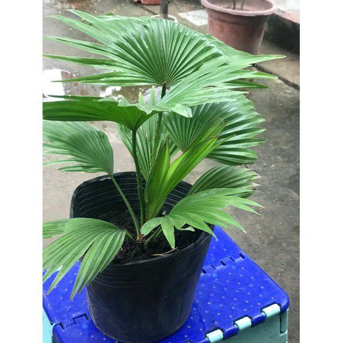 cây cọ cảnh (trồng làm cảnh)