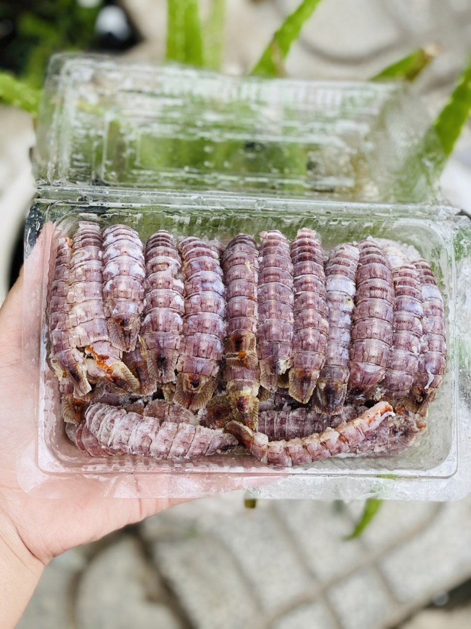 [GIAO NHANH 2H HCM] Giá Sỉ 1Kg Tôm Tít Gạch
