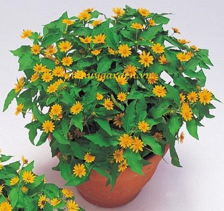 Hạt giống hoa cúc mặt trời ( 1 gói 50 hạt )
