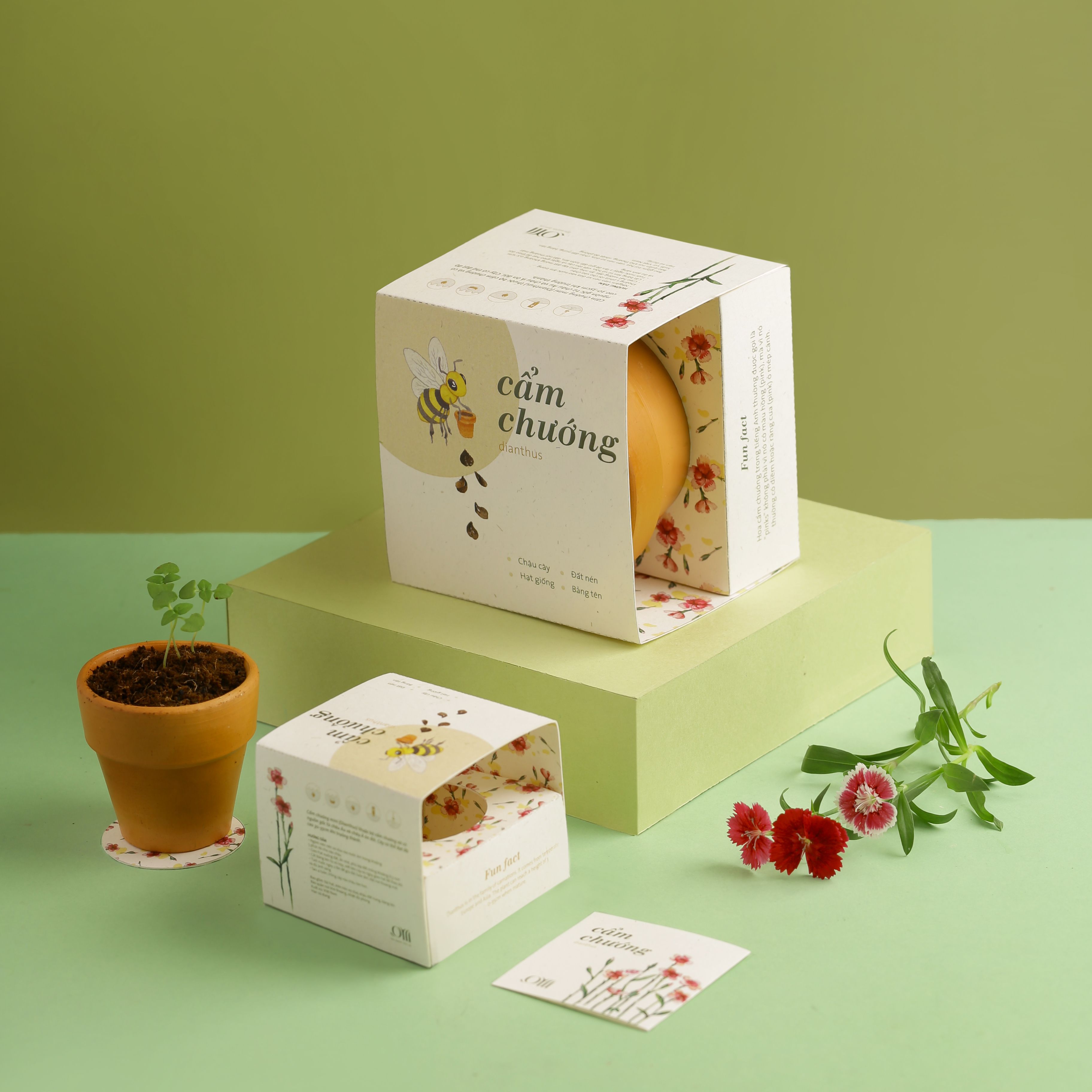 Kit Trồng Cây Mini - Hoa Cẩm Chướng Mini