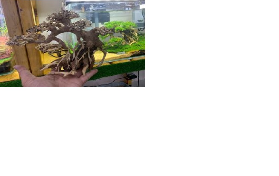 [Nhập RS0822 giảm 30k cho đơn 99k]Cây BONSAI mini cho hồ thủy sinh