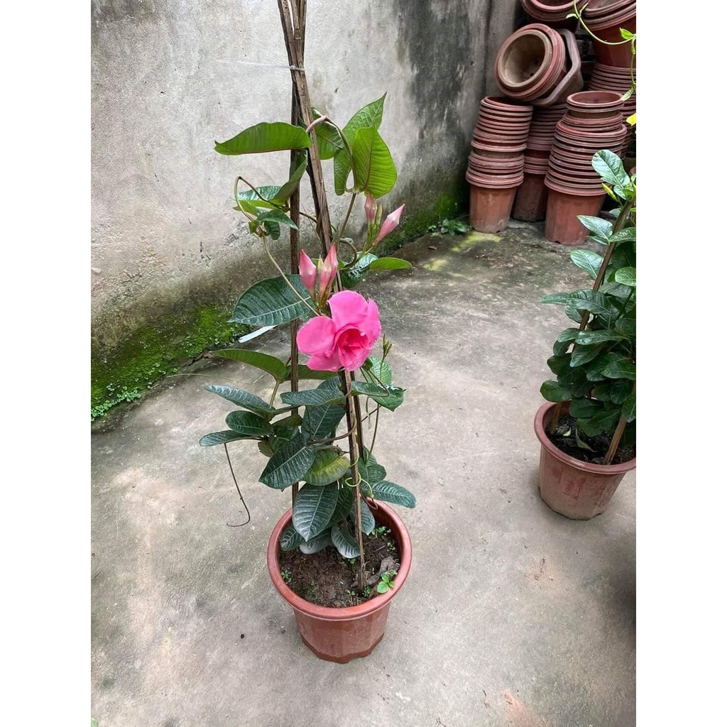 Cây Hồng Anh - Cây cảnh sân vườn