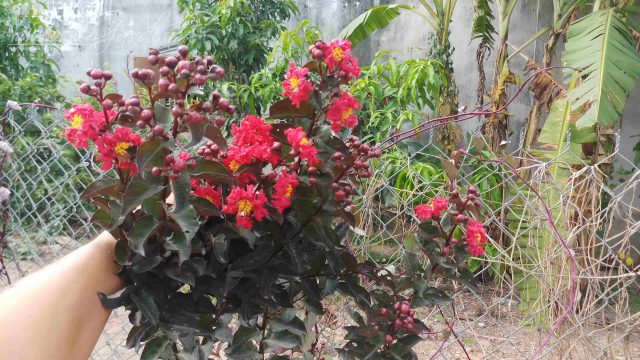 Tường vi bầu lớn - màu đỏ