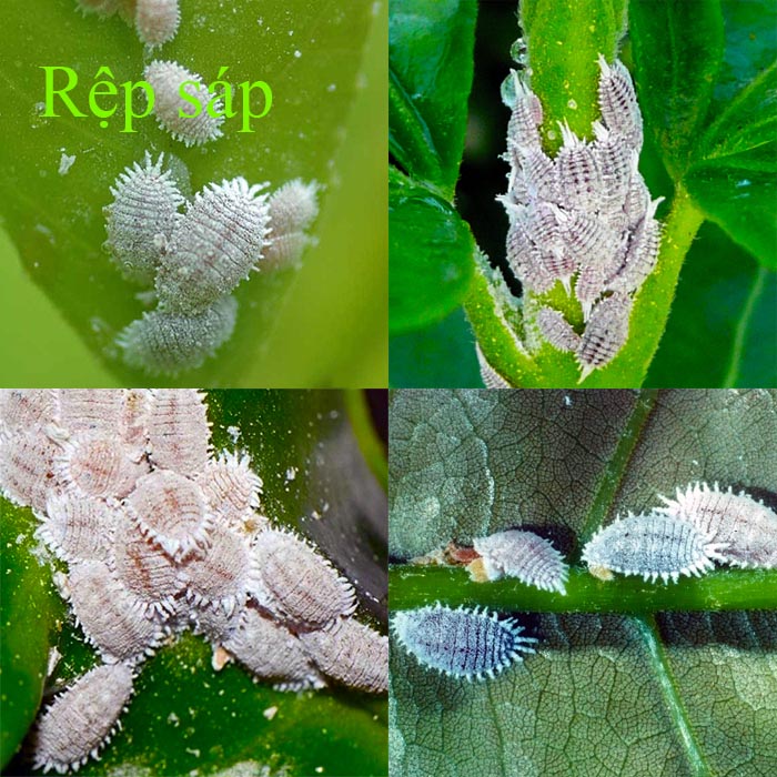 Thuốc sinh học trị rệp, diệt rệp sáp, trừ rệp vảy, rầy…
