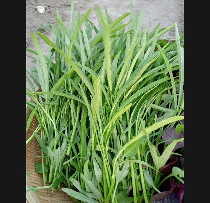 (HCM) Hạt giống rau muống lá tre 50gram