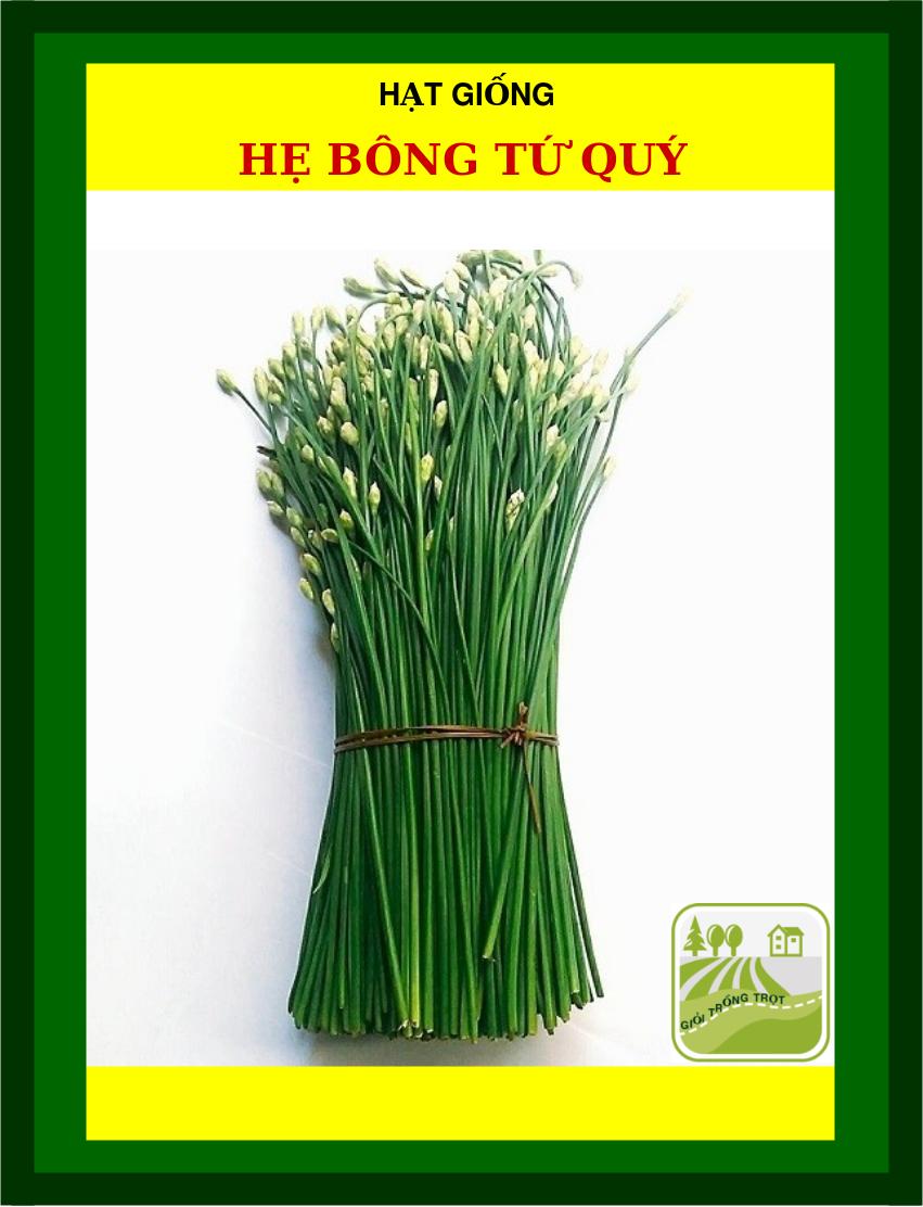 Hạt Giống Hẹ bông Tứ Quý - 600 Hạt