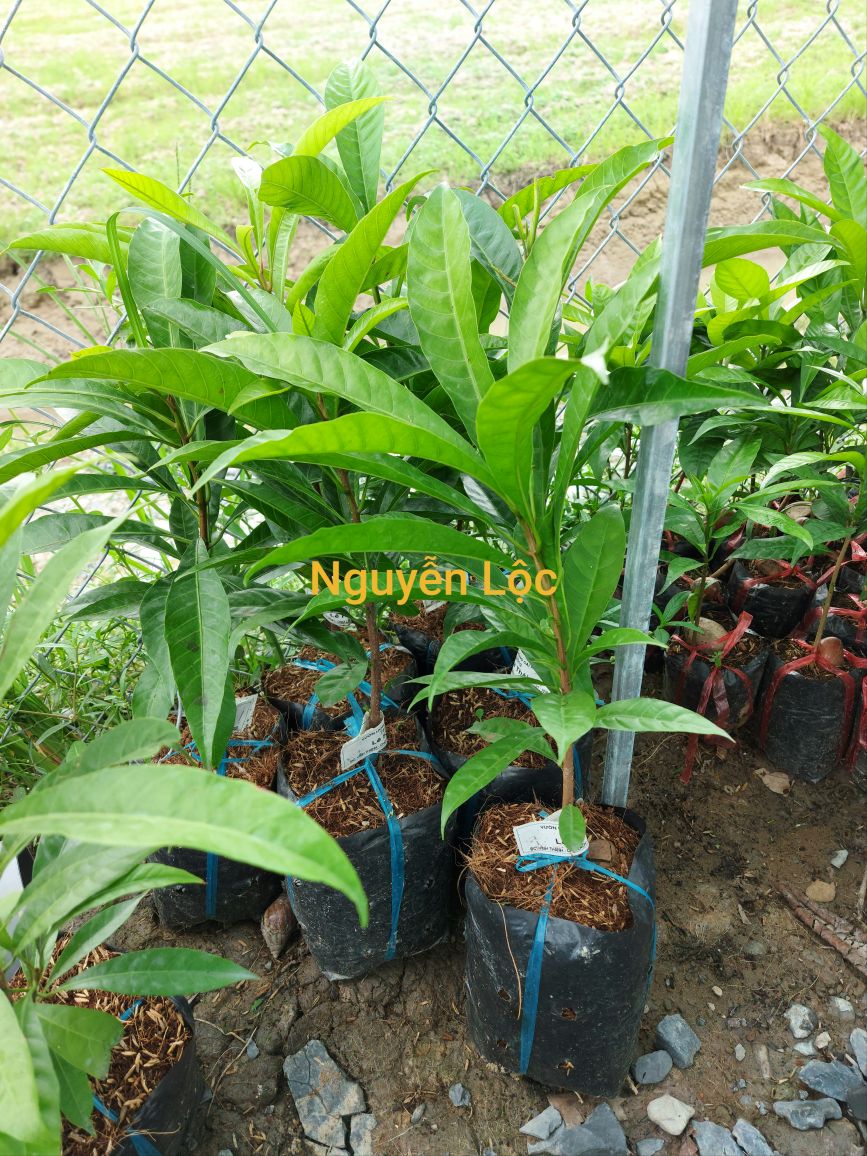 Cây giống lekima thái
