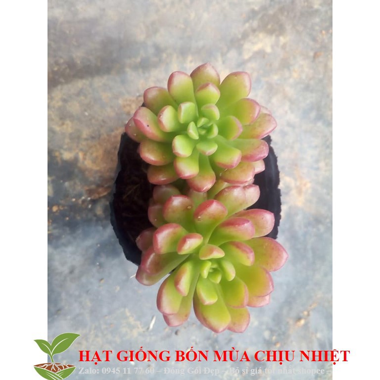 227A GÓI 20 HẠT Sen Đá Cam