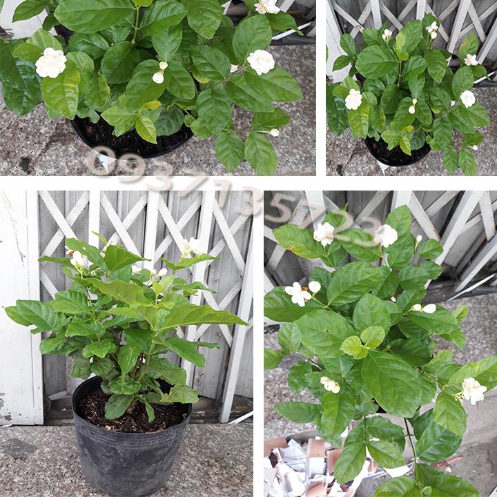 [HCM]cây hoa nhài       ^ . ^