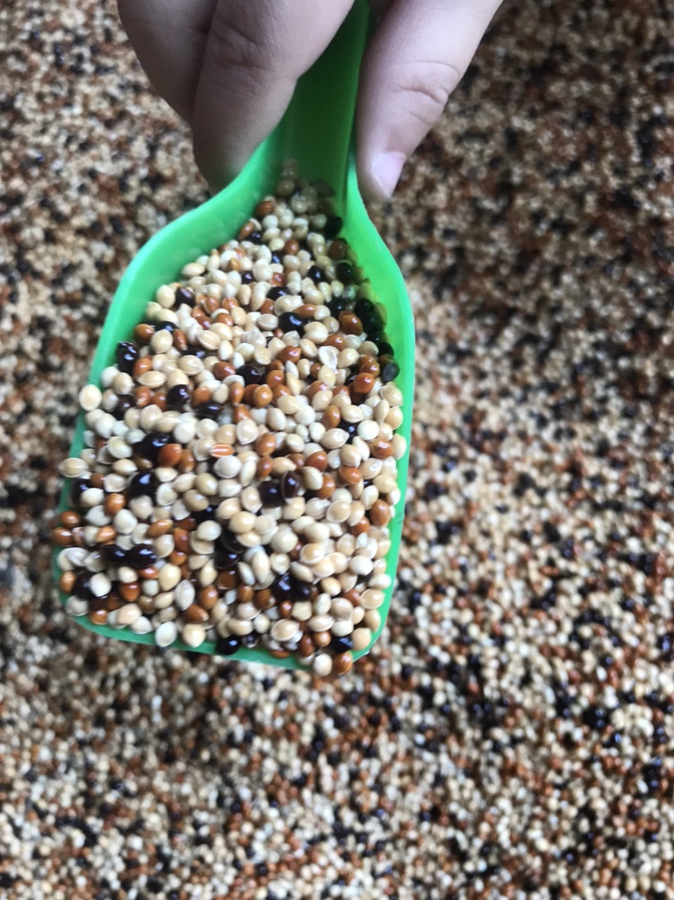 hạt cỏ thái ngũ sắc - 1kg thức ăn cho chim