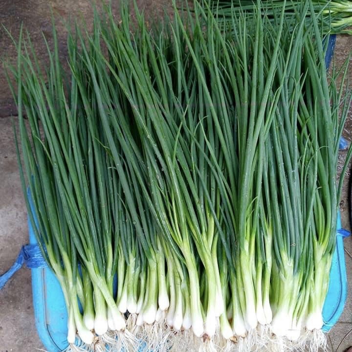 Hạt giống Hành Hương chịu nhiệt trồng quanh năm (RD 215) gói 2gr