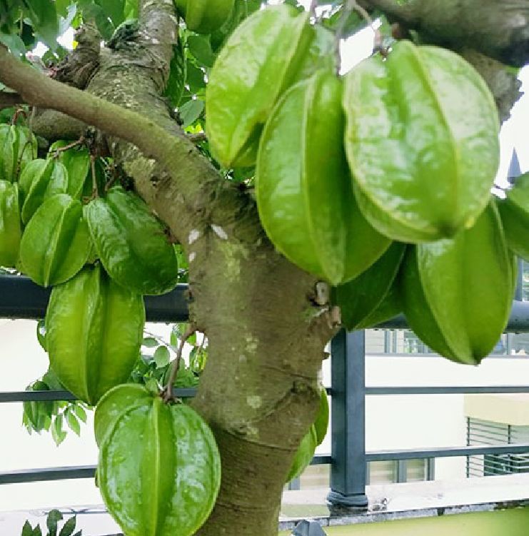 Hạt giống cây khế chua - 5 hạt/gói