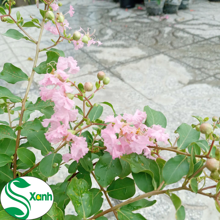 Cây Cảnh Sân Vườn Tường Vi Hồng