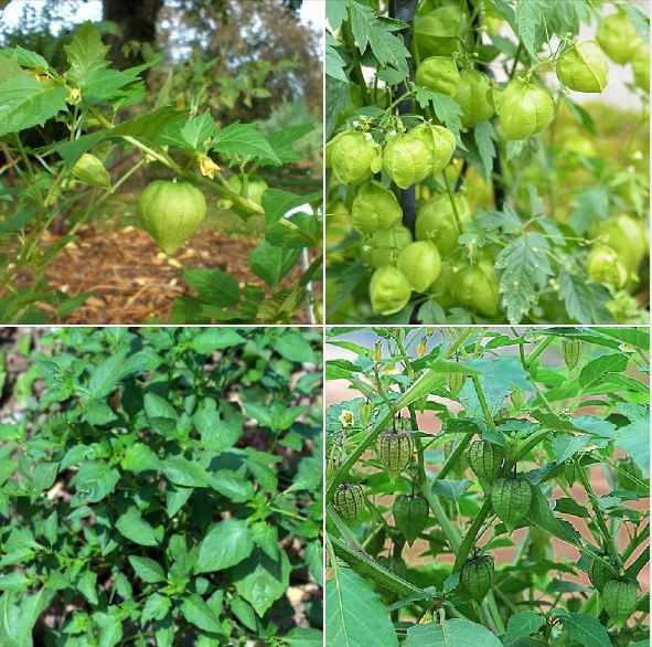 Hạt Giống Cây Tầm Bóp - 1 gói 0.2gram