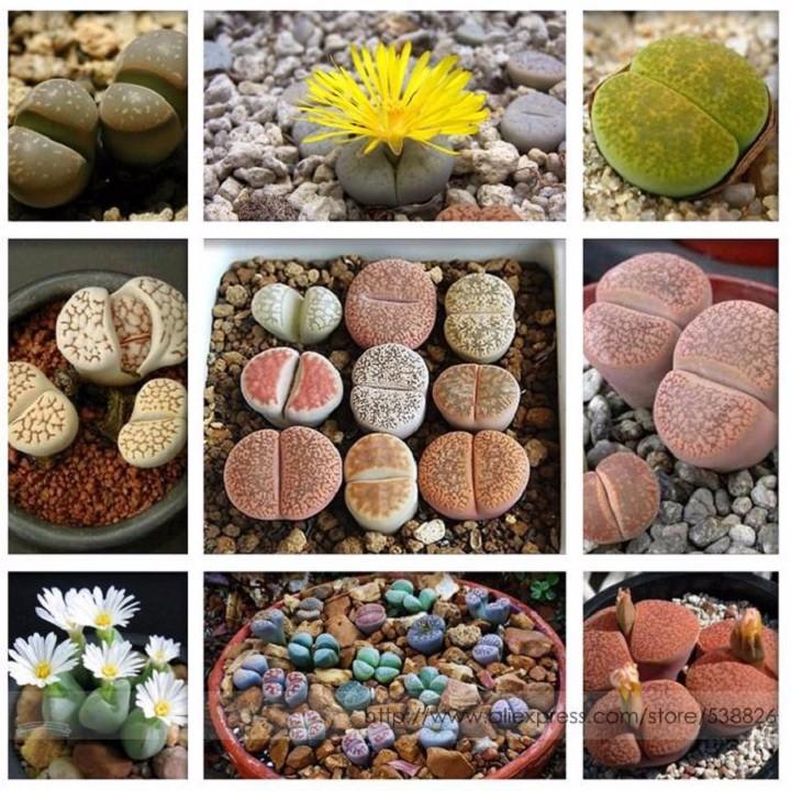 Hạt giống cây thạch lan - cây đá sống MIX gói 20 hạt xuất xứ Đức