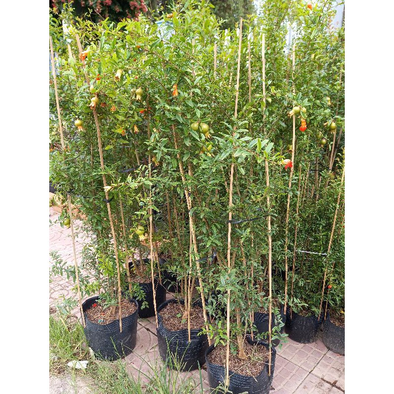 cây lựu thái đang trái