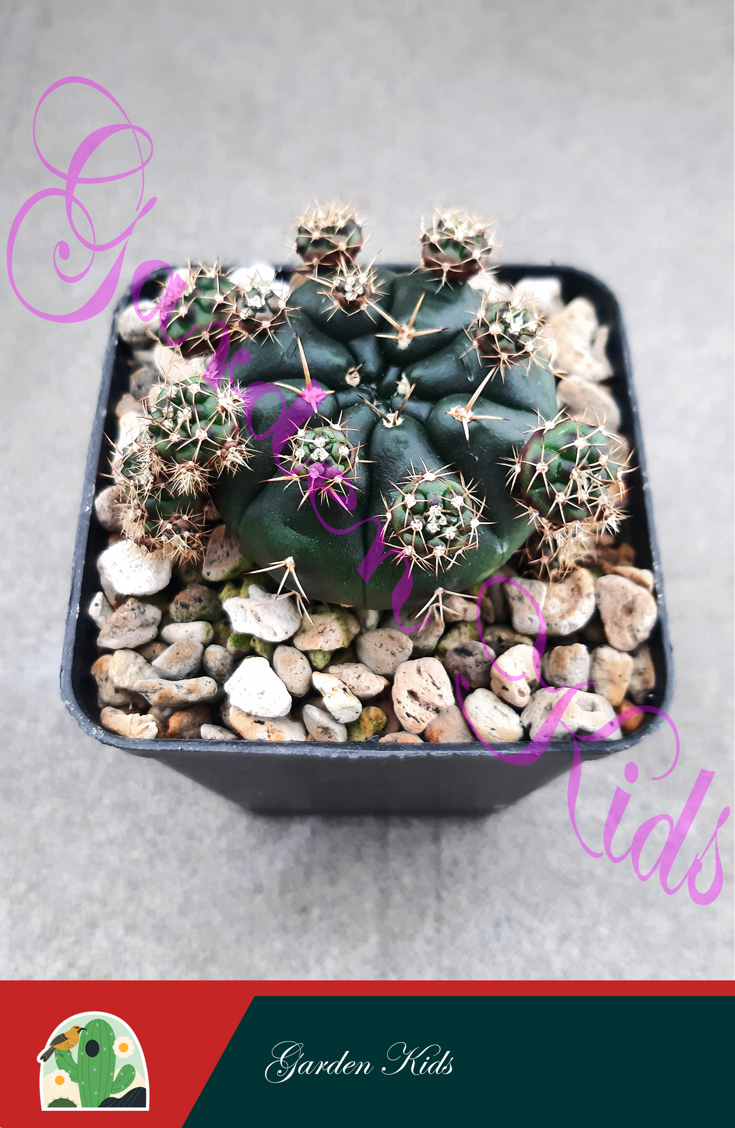 Xương rồng Gymnocalycium Damsii