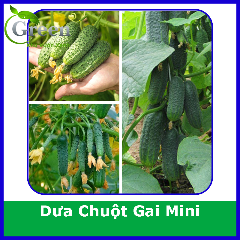 Hạt Giống Dưa Chuột Gai Mini (1 gam ~ 60 hạt) Đặc Ruột, Giòn Ngọt, Nhanh Thu Hoạch