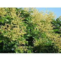 CÂY GIỐNG Nhãn Tiêu Da Bò (Siêu sớm, Siêu trái).