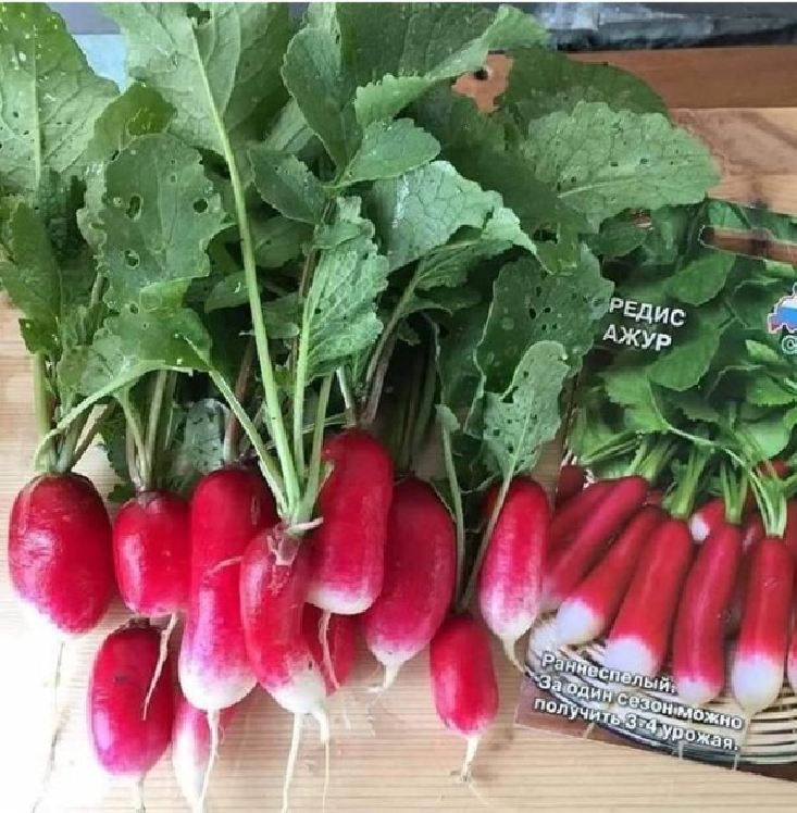 Hạt giống củ cải dài đỏ - Gói 2gram