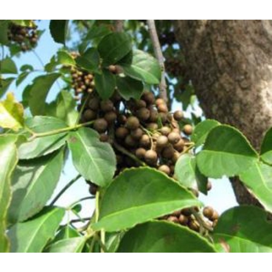 Cây Nhội Giống To Khỏe - 2cây a5
