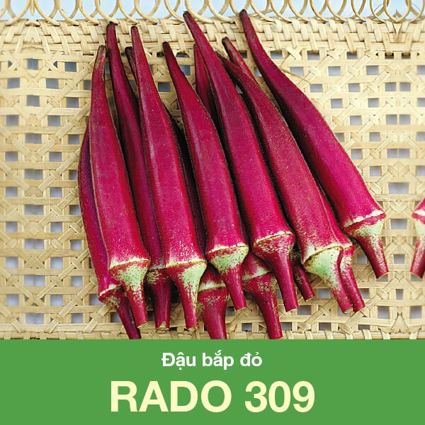 Hạt giống đậu bắp đỏ giàu chất dinh dưỡng