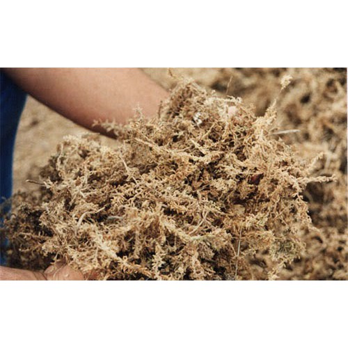 Gói 100g dớn trắng trồng lan