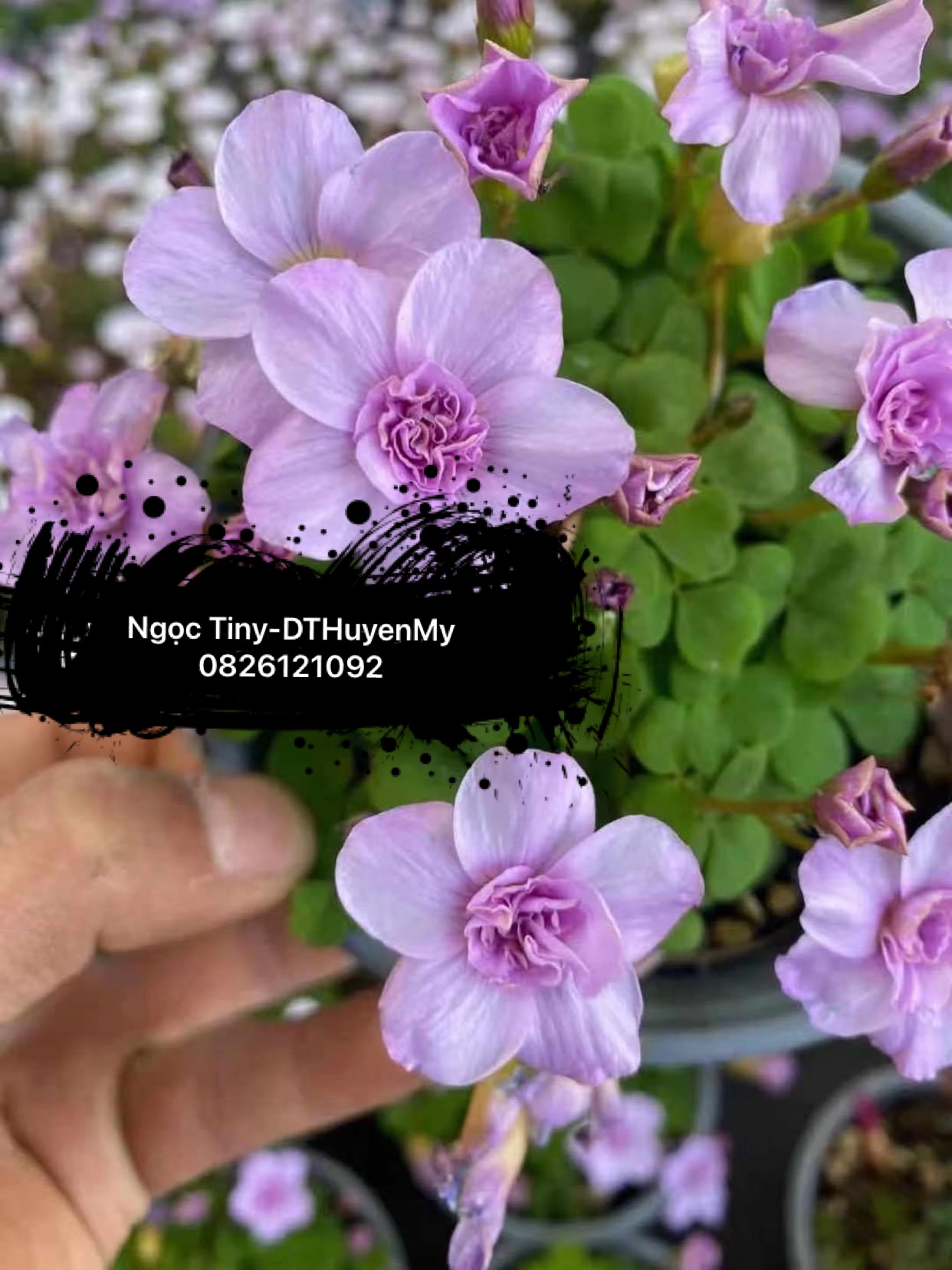 Củ cây Oxalis mini cánh bướm xanh-tím