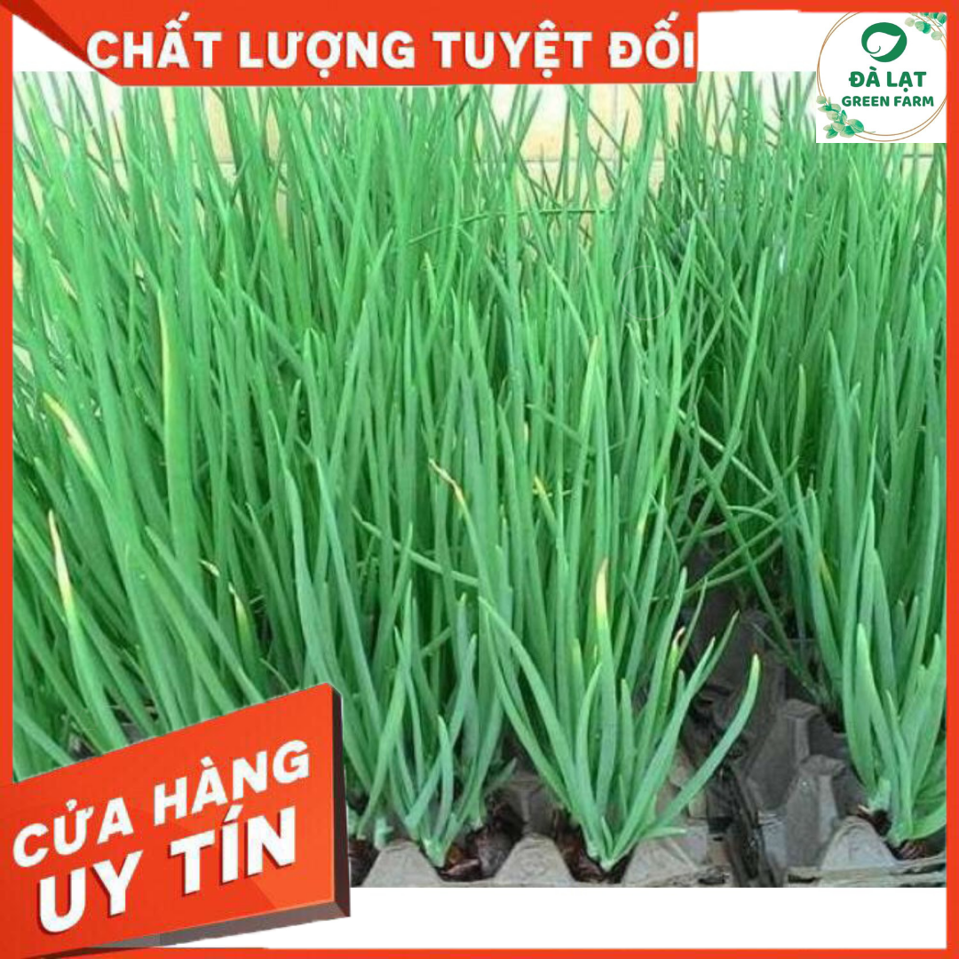 2gr_Hạt Giống Hành Lá Trắng (nảy mầm siêu chuẩn)