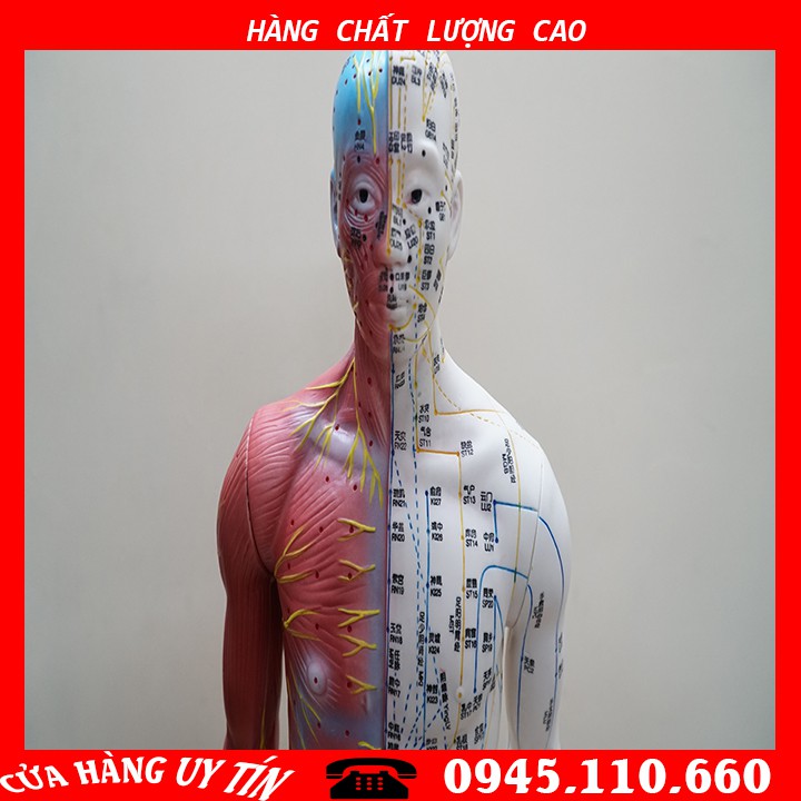[HCM][MÔ HÌNH] Mô Hình Huyệt Vị - Mô Hình Châm Cứu Loại 85cm