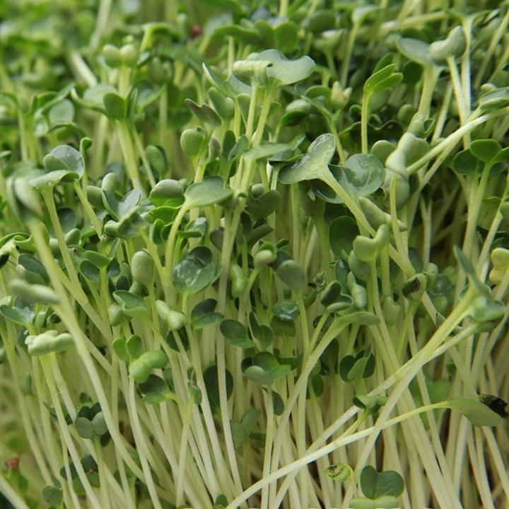 Hạt giống rau mầm cải trắng hạt lớn gói ký