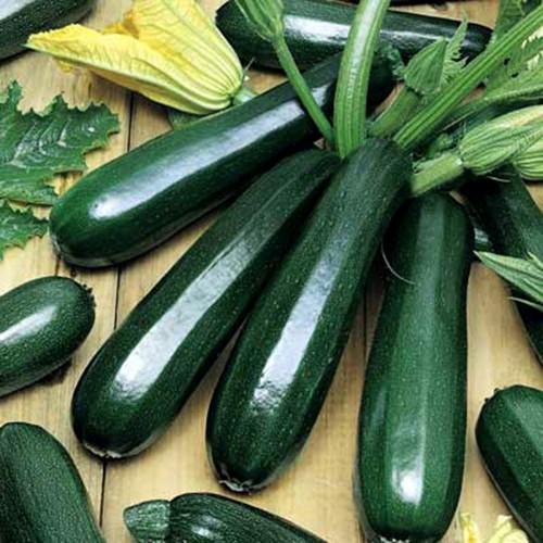 Gói 20 hạt giống bí ngòi xanh giống sinh trưởng mạnh năng suất cao thịt dày chắc ăn ngon ngọt