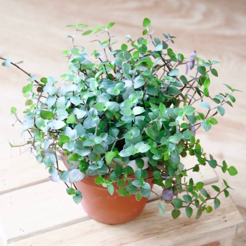 Cây Callasia repens - Cây Tổ Ong (chậu treo hoặc chậu đất nung)