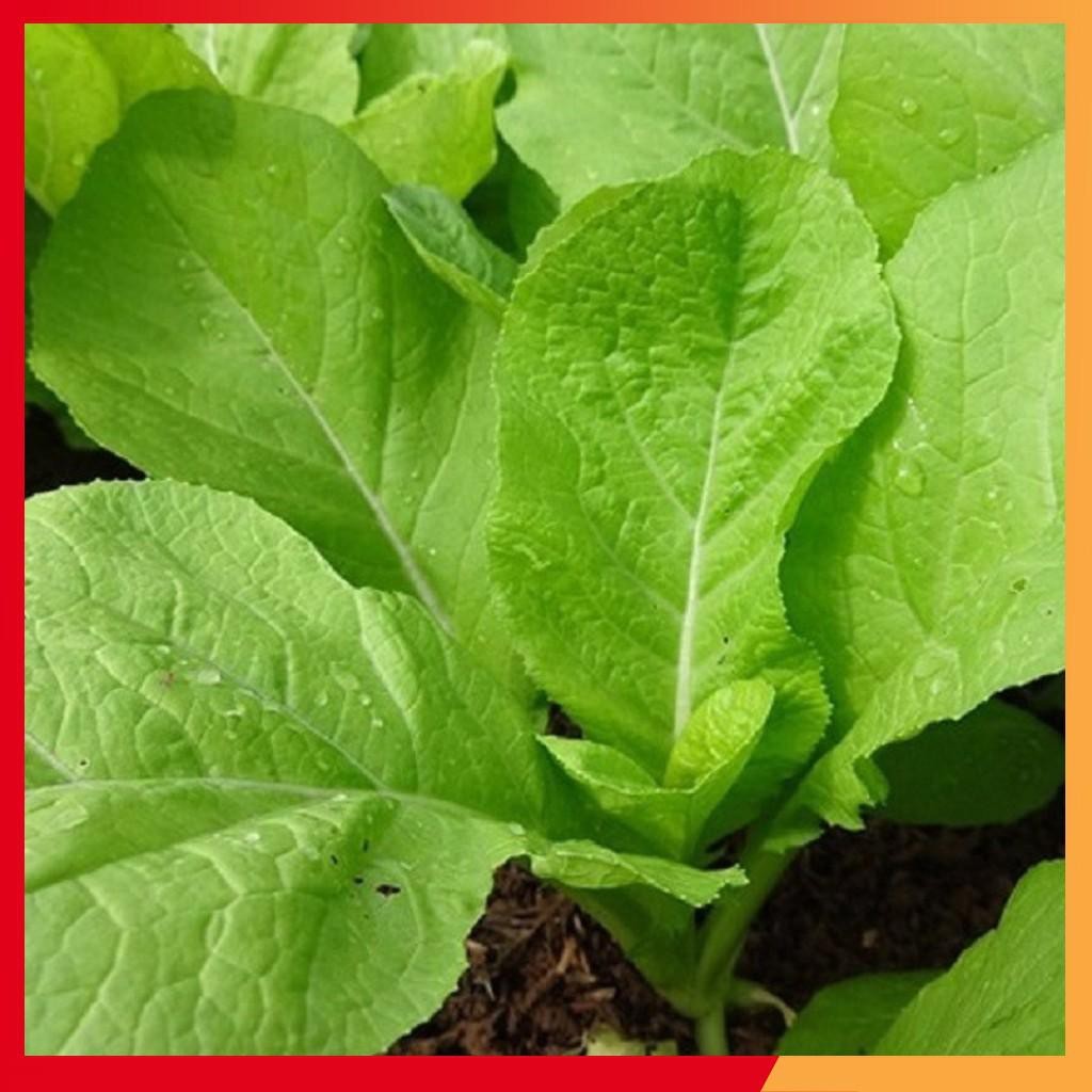 Hạt Giống Rau Cải Mơ Lùn  - gói 20gram
