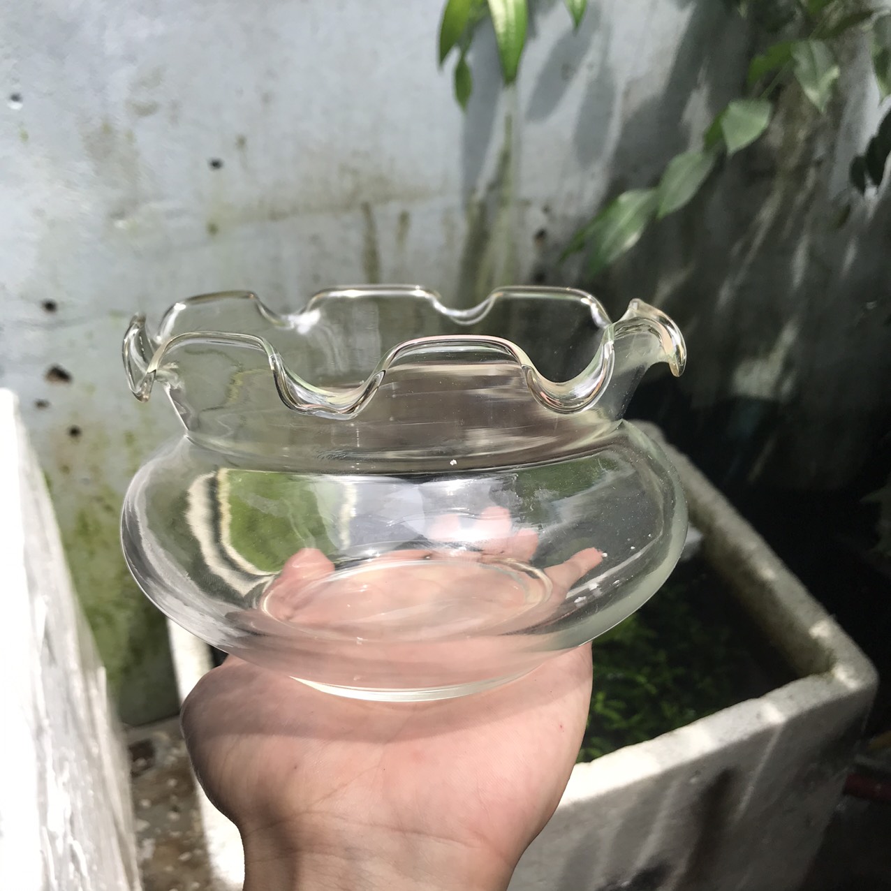 Bể cá mini - chậu cá để bàn - B16 bể cá tròn