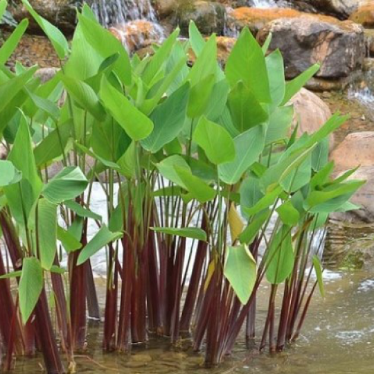 Cây hồng hạc/cần câu - Thalia geniculata