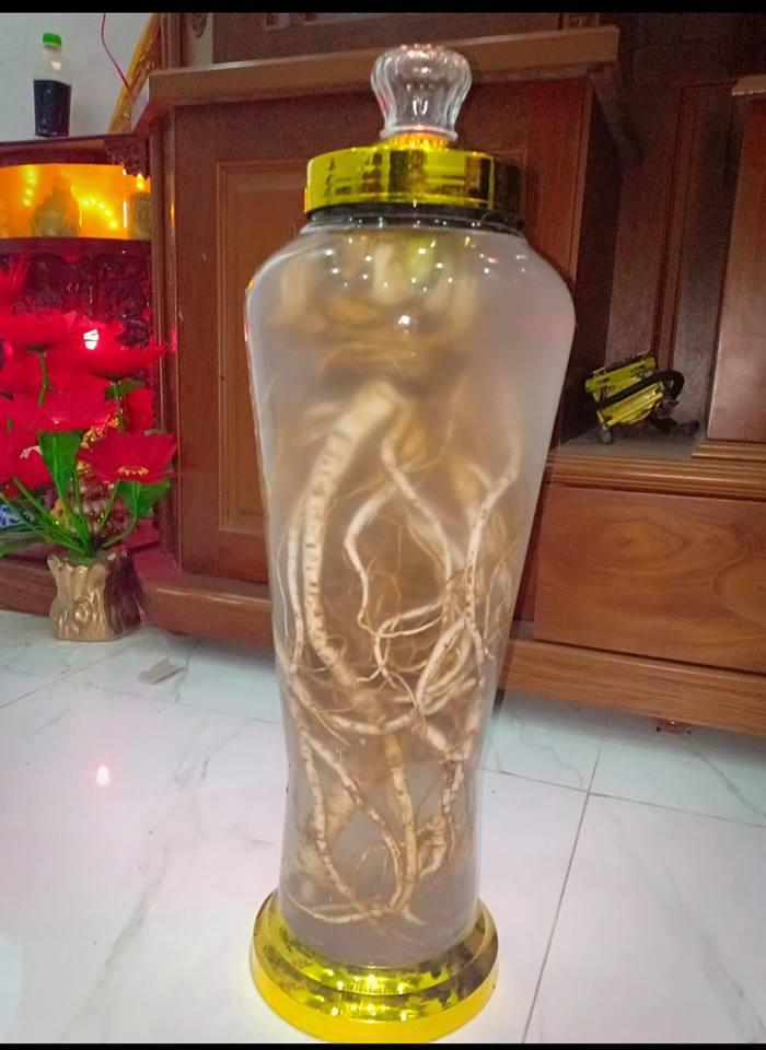 [HCM]1kg Sâm đương quy tươi