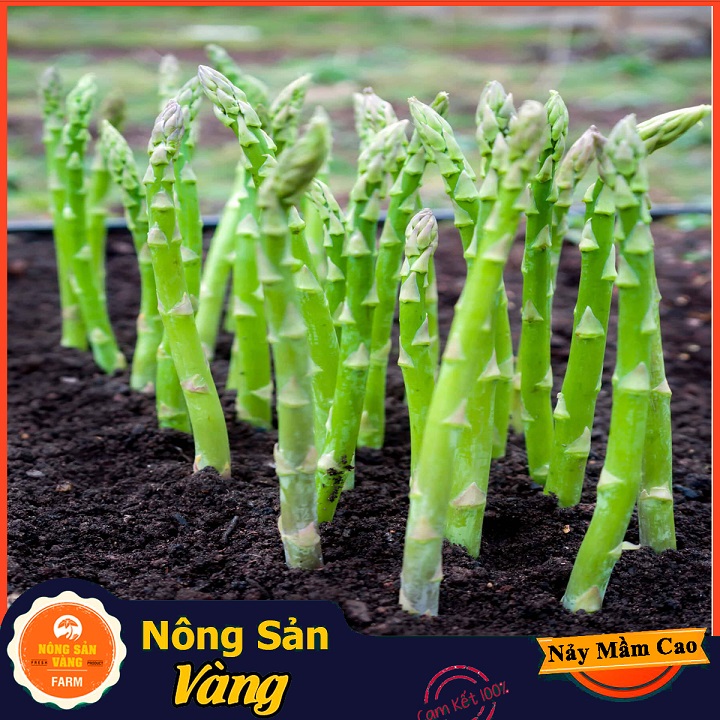 Hạt giống Rau Hoàng Đế (Măng Tây Xanh) Loại Cây Trồng Ưa Khí Hậu Mát, Ưa Ánh Sáng Mặt Trời (Gói 40 Hạt) - Nông Sản Vàng