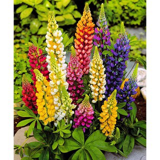 Hạt Giống Hoa Đậu Lupin Mix 20 Hạt