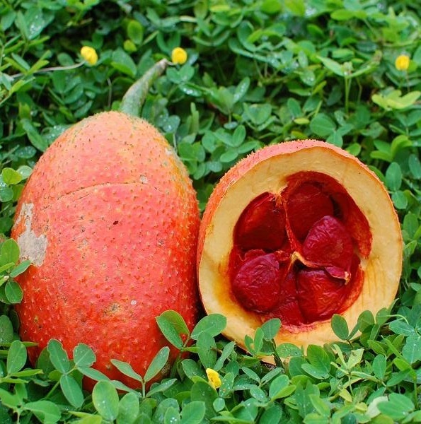 Hạt giống cây gấc cao sản ( gói 10 hạt )